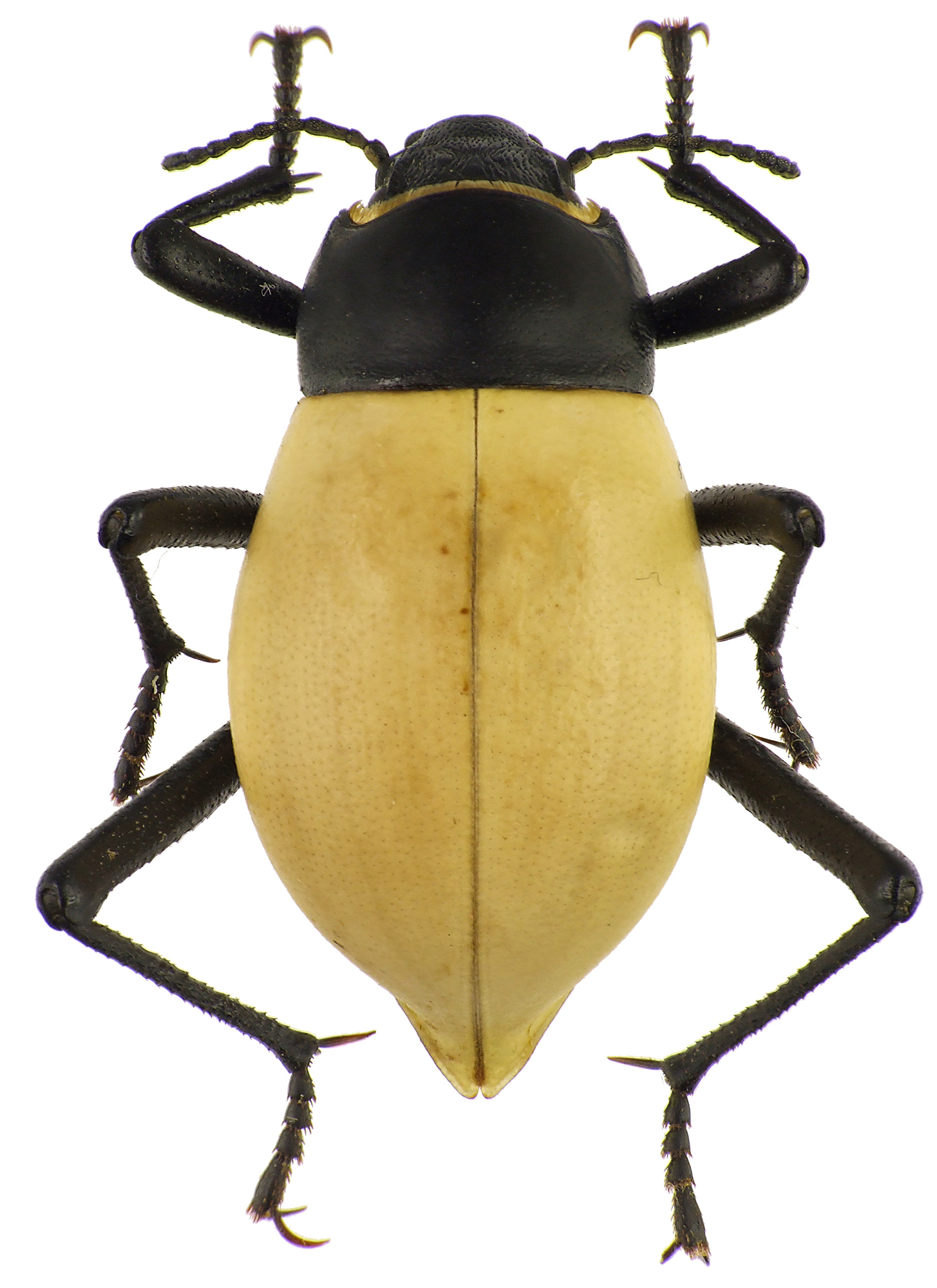 Onymacris candidipennis 83164cz76.jpg