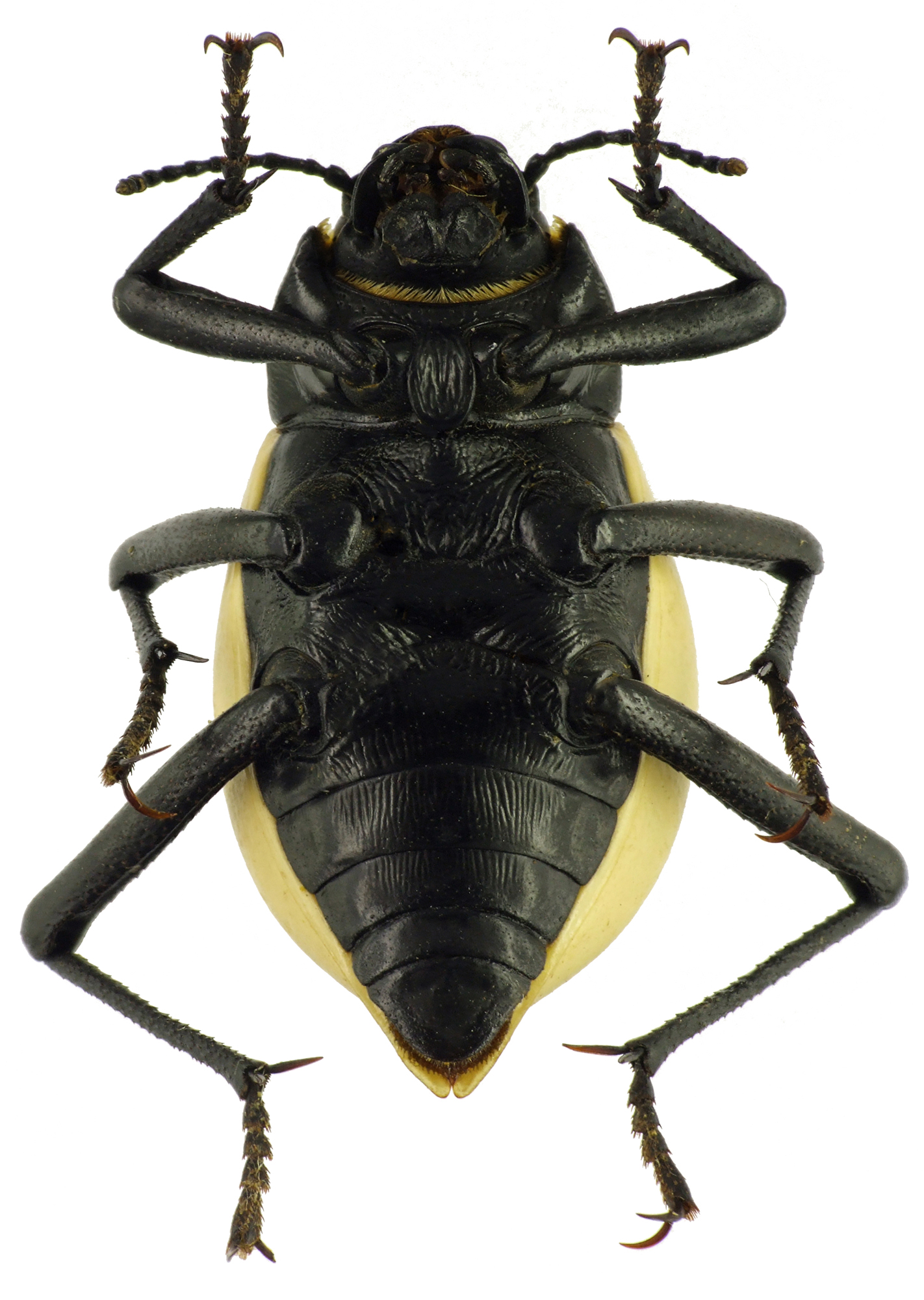 Onymacris candidipennis 83208cz13.jpg