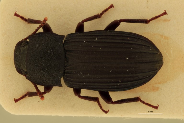 Pedonoeces desenderi F Pt D.jpg