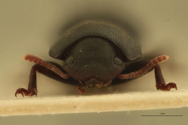 Pedonoeces desenderi F Pt F.jpg