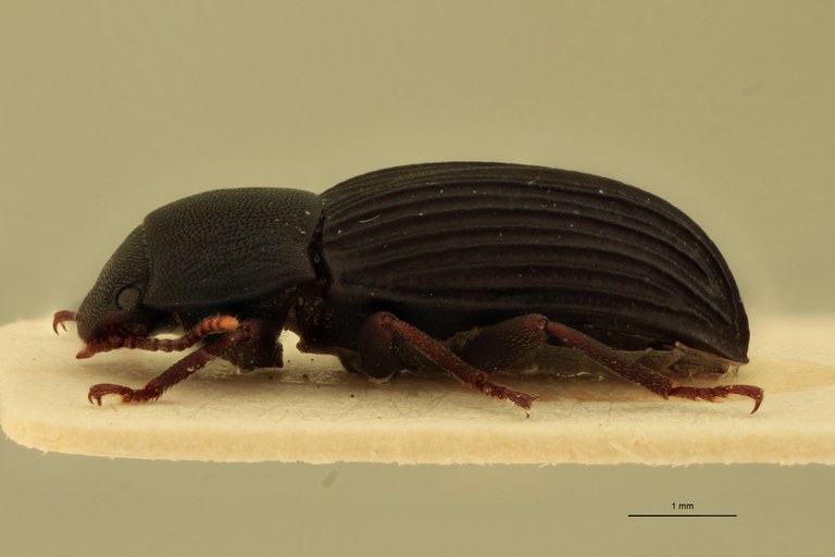 Pedonoeces desenderi F Pt L.jpg