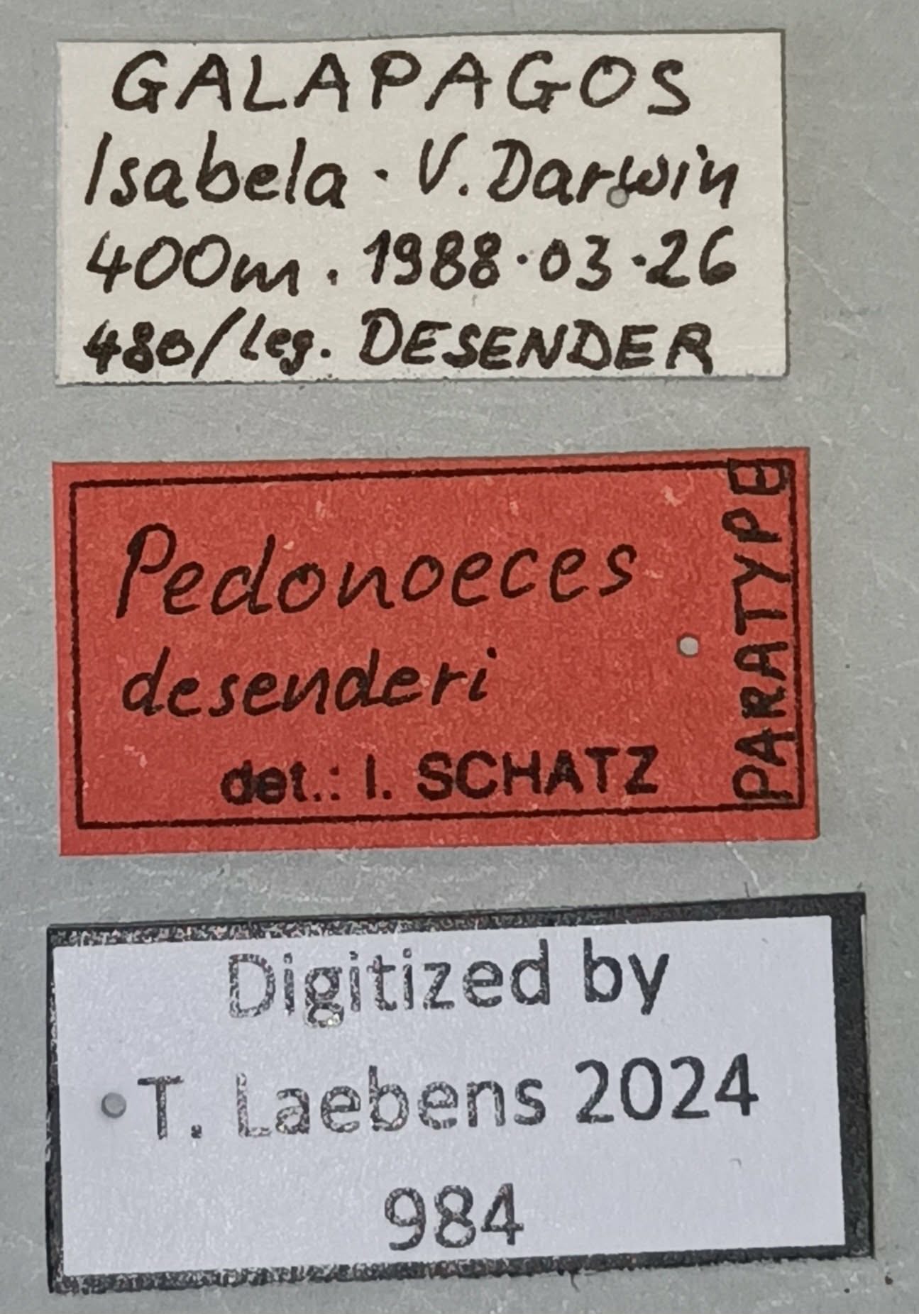 Pedonoeces desenderi F Pt Labels.jpg