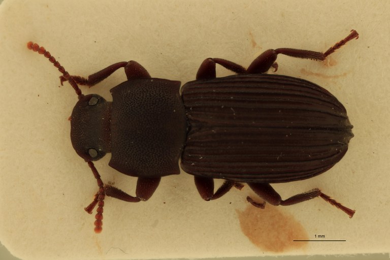 Pedonoeces desenderi M Pt D.jpg