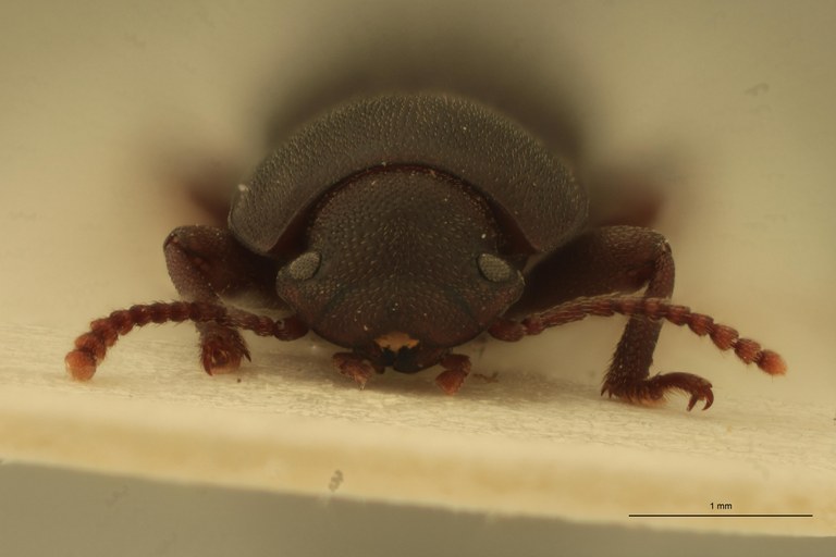 Pedonoeces desenderi M Pt F.jpg