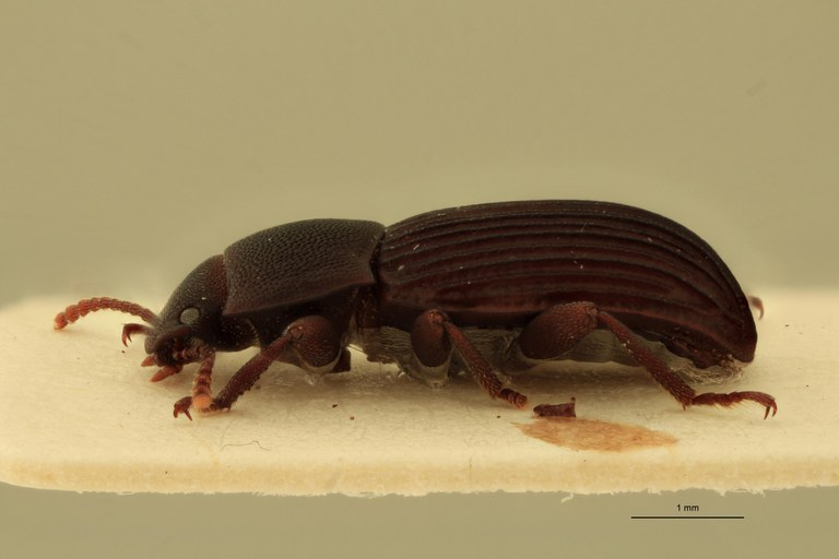 Pedonoeces desenderi M Pt L.jpg