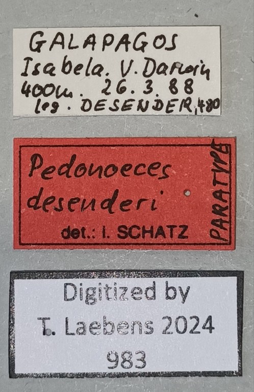 Pedonoeces desenderi M Pt Labels.jpg