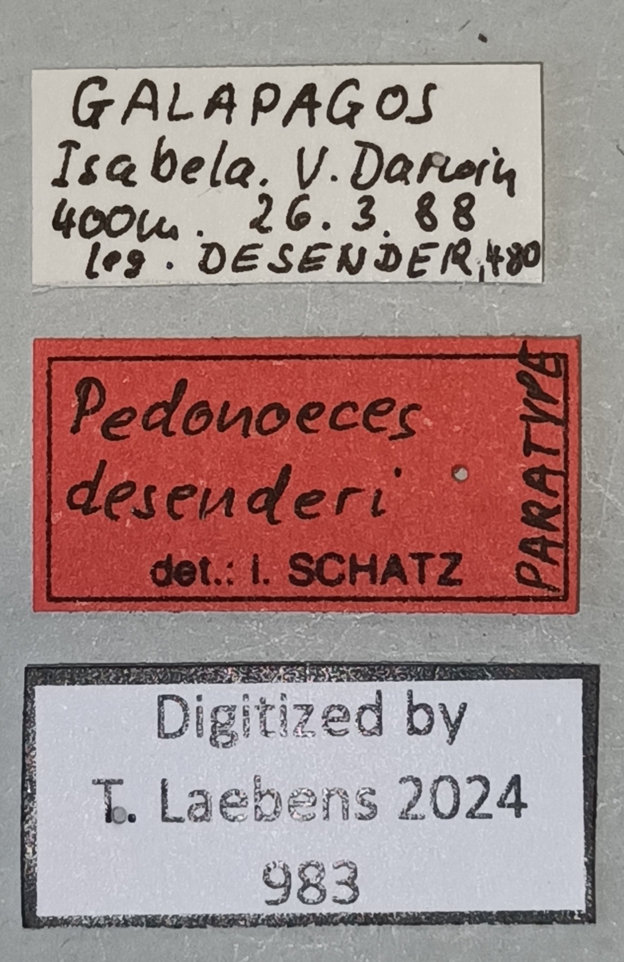 Pedonoeces desenderi M Pt Labels.jpg