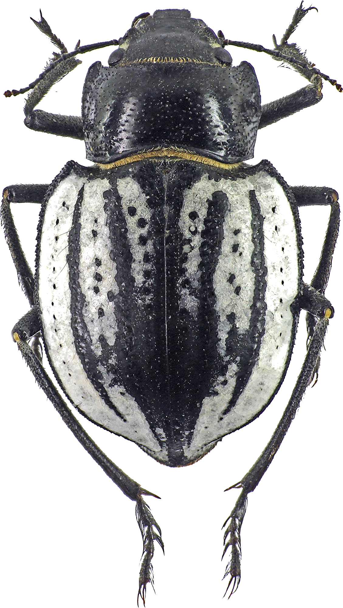 Sternodes caspicus 3578 81.jpg