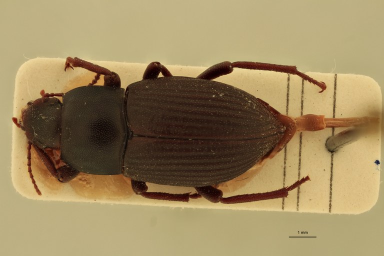 Stomion galapagoensis leleupi Pt D.jpg