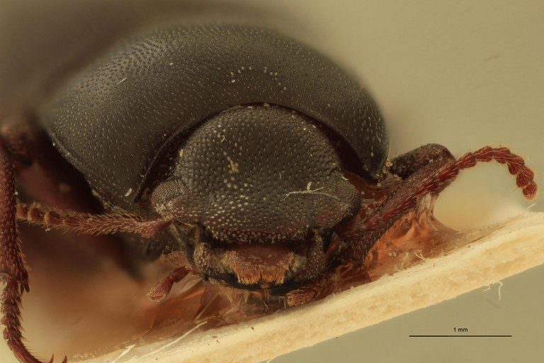 Stomion galapagoensis leleupi Pt F.jpg