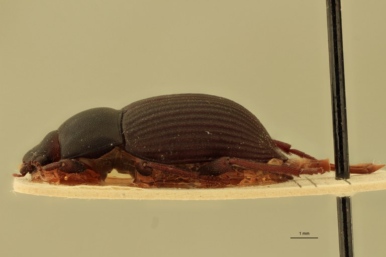 Stomion galapagoensis leleupi Pt L.jpg