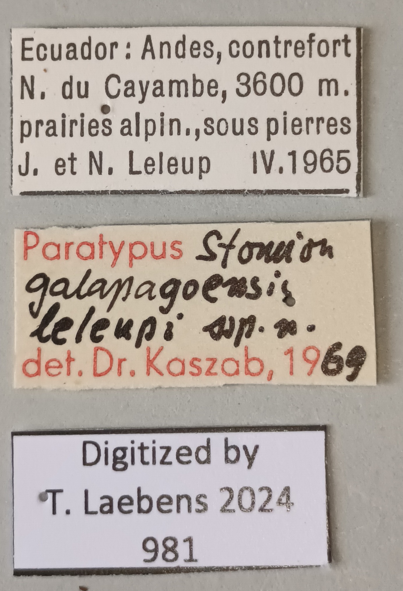 Stomion galapagoensis leleupi Pt Labels.jpg