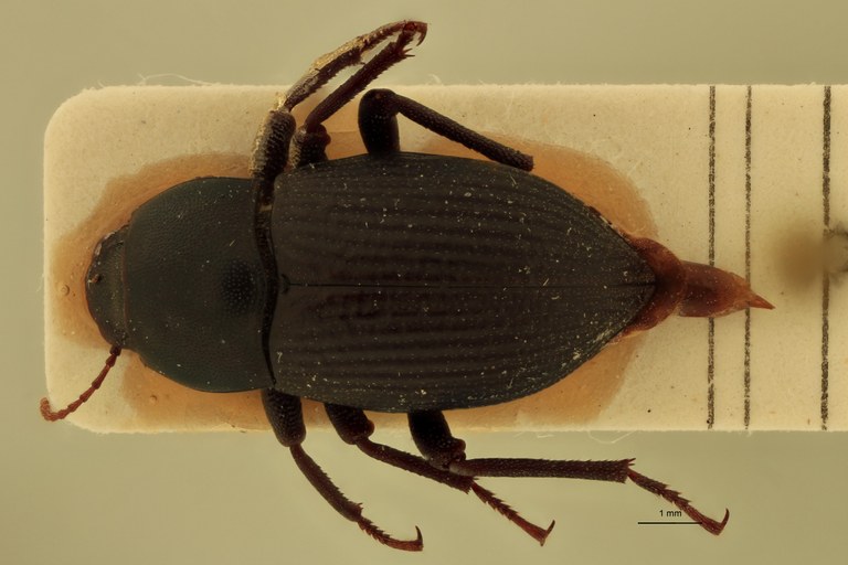 Stomion galapagoensis leleupi Pt D.jpg