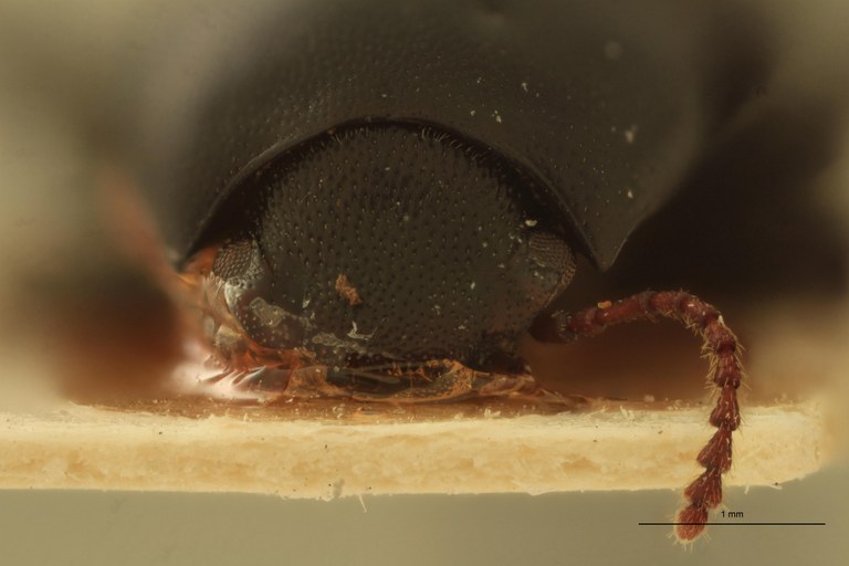 Stomion galapagoensis leleupi Pt F.jpg