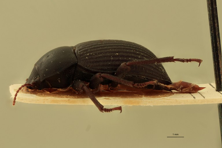 Stomion galapagoensis leleupi Pt L.jpg