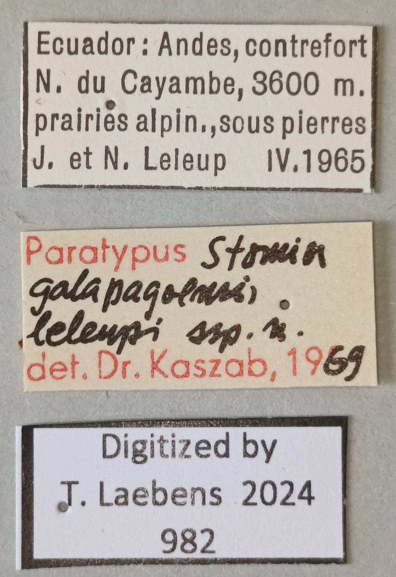 Stomion galapagoensis leleupi Pt Labels.jpg