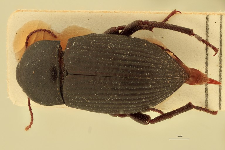 Stomion galapagoensis leleupi Pt D.jpg