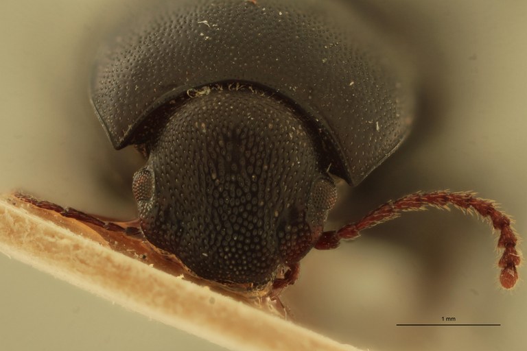 Stomion galapagoensis leleupi Pt F.jpg