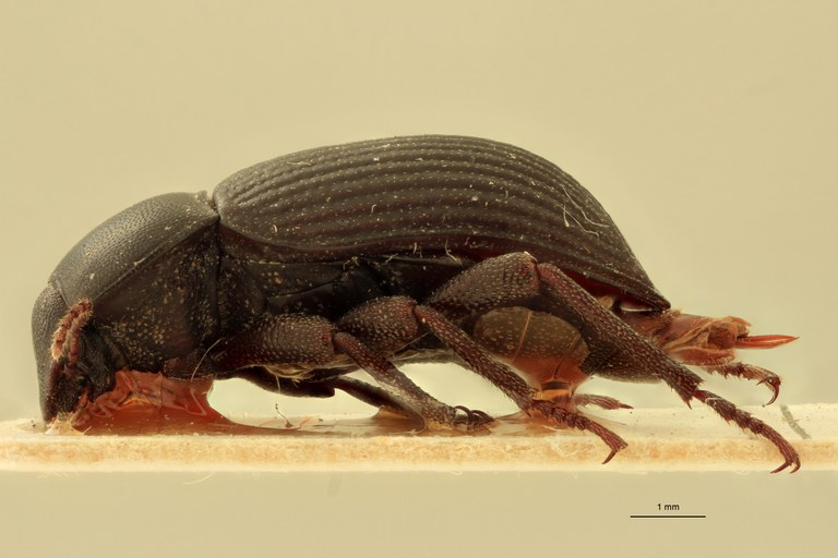 Stomion galapagoensis leleupi Pt L.jpg