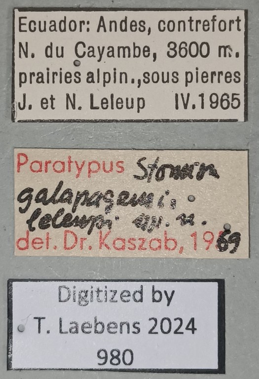 Stomion galapagoensis leleupi Pt Labels.jpg