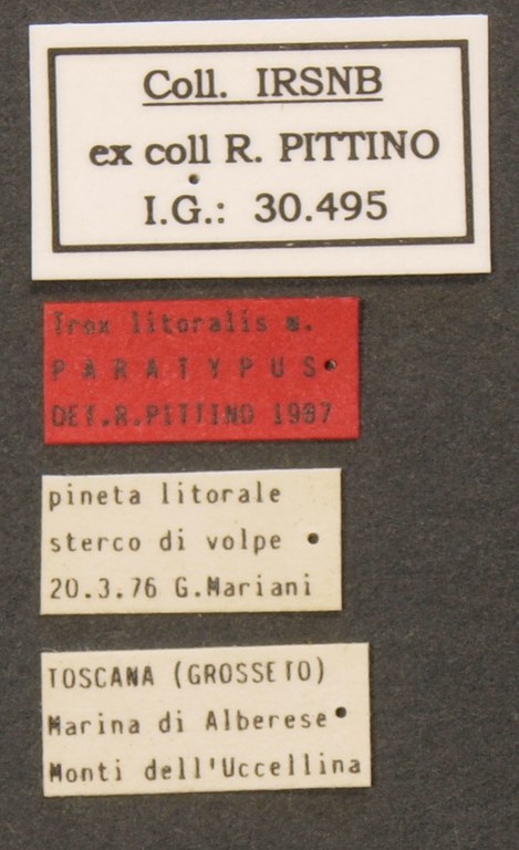 Trox littoralis pt Lb.JPG