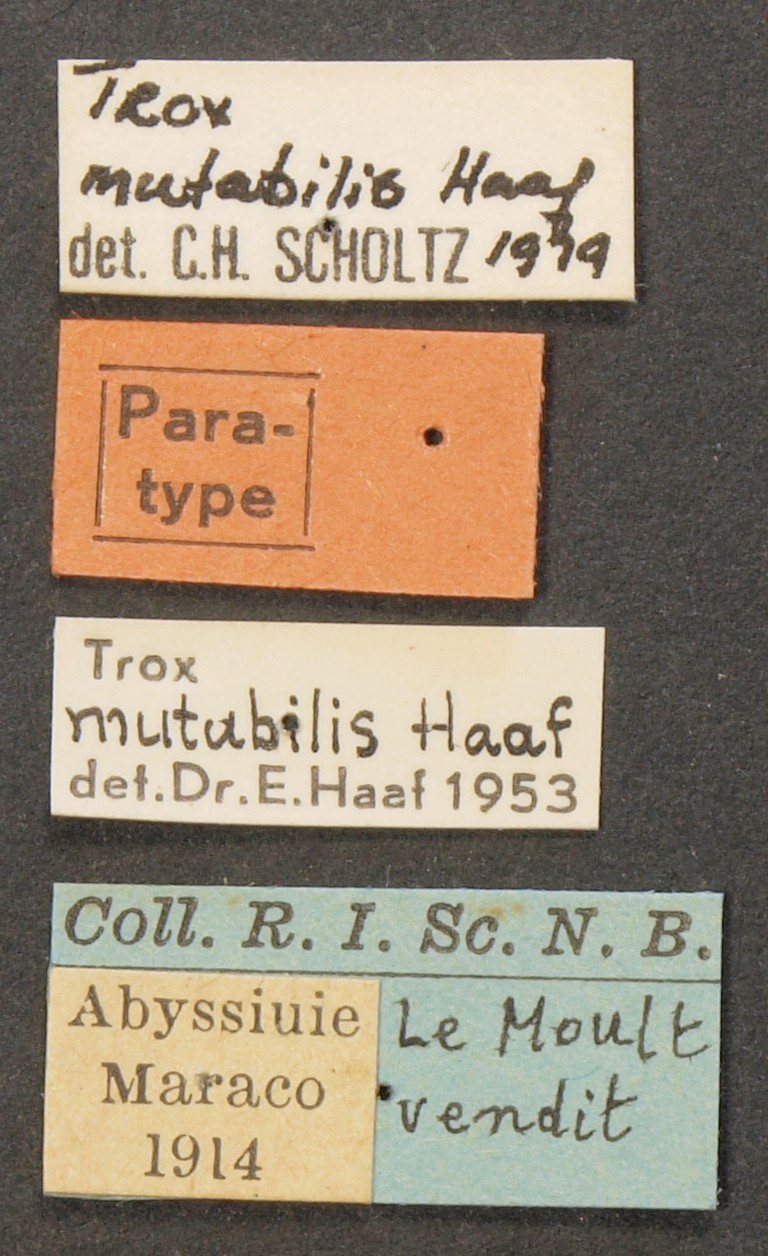 Trox mutabilis pt Lb.JPG