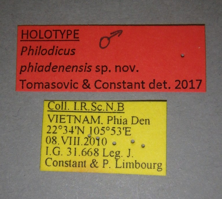 Philodicus phiadenensis ht M Lb.jpg