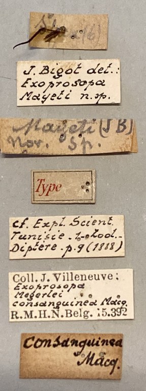Exoprosopa megerlei T Labels.jpeg