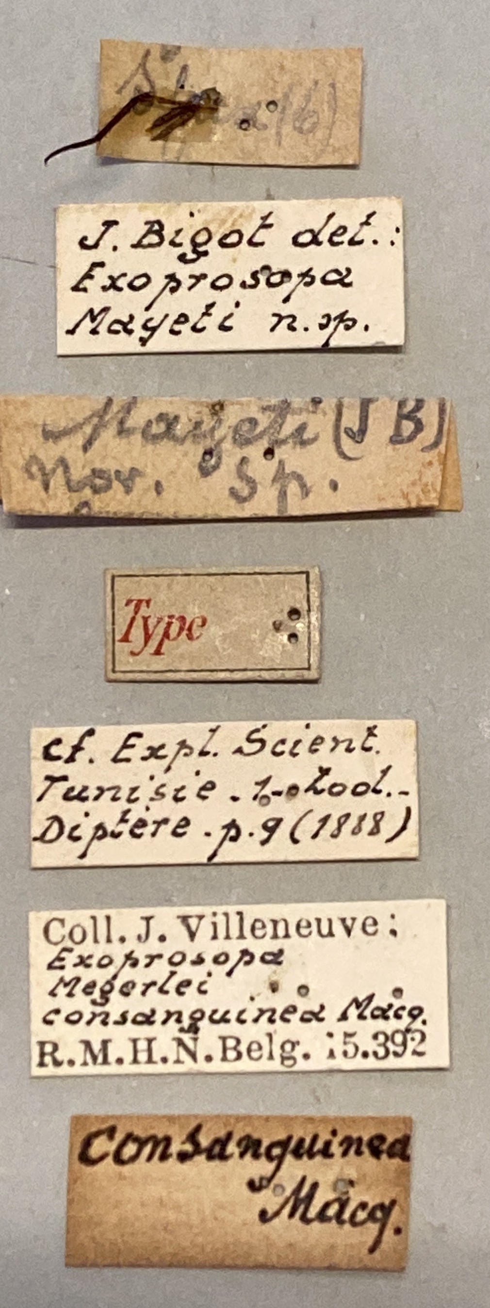 Exoprosopa megerlei T Labels.jpeg