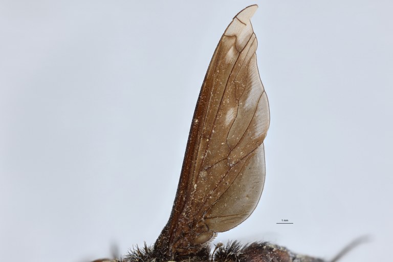 Exoprosopa megerlei T Wing_R.jpg