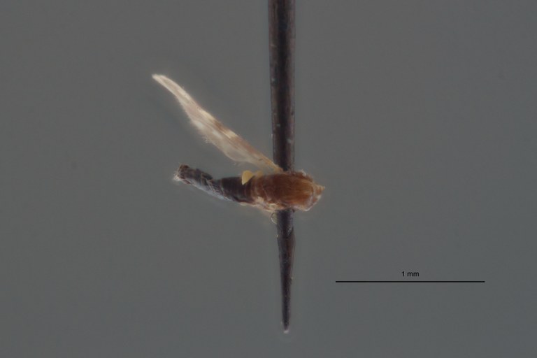 Culicoides nigroannulatus t D.jpg