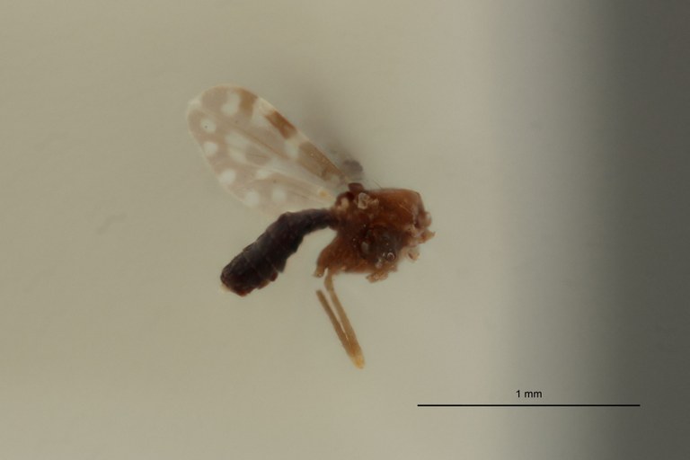 Culicoides nigroannulatus t L.jpg