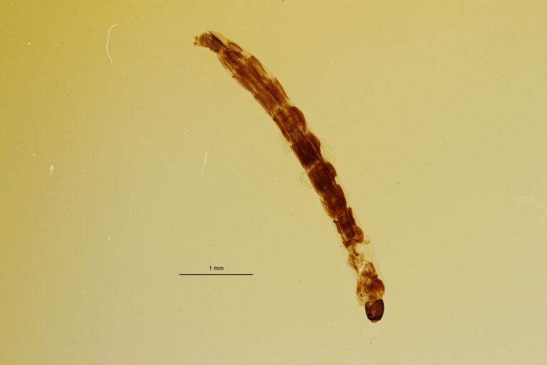 Belgica antarctica s1 Larva L ZS PMax Scaled.jpeg