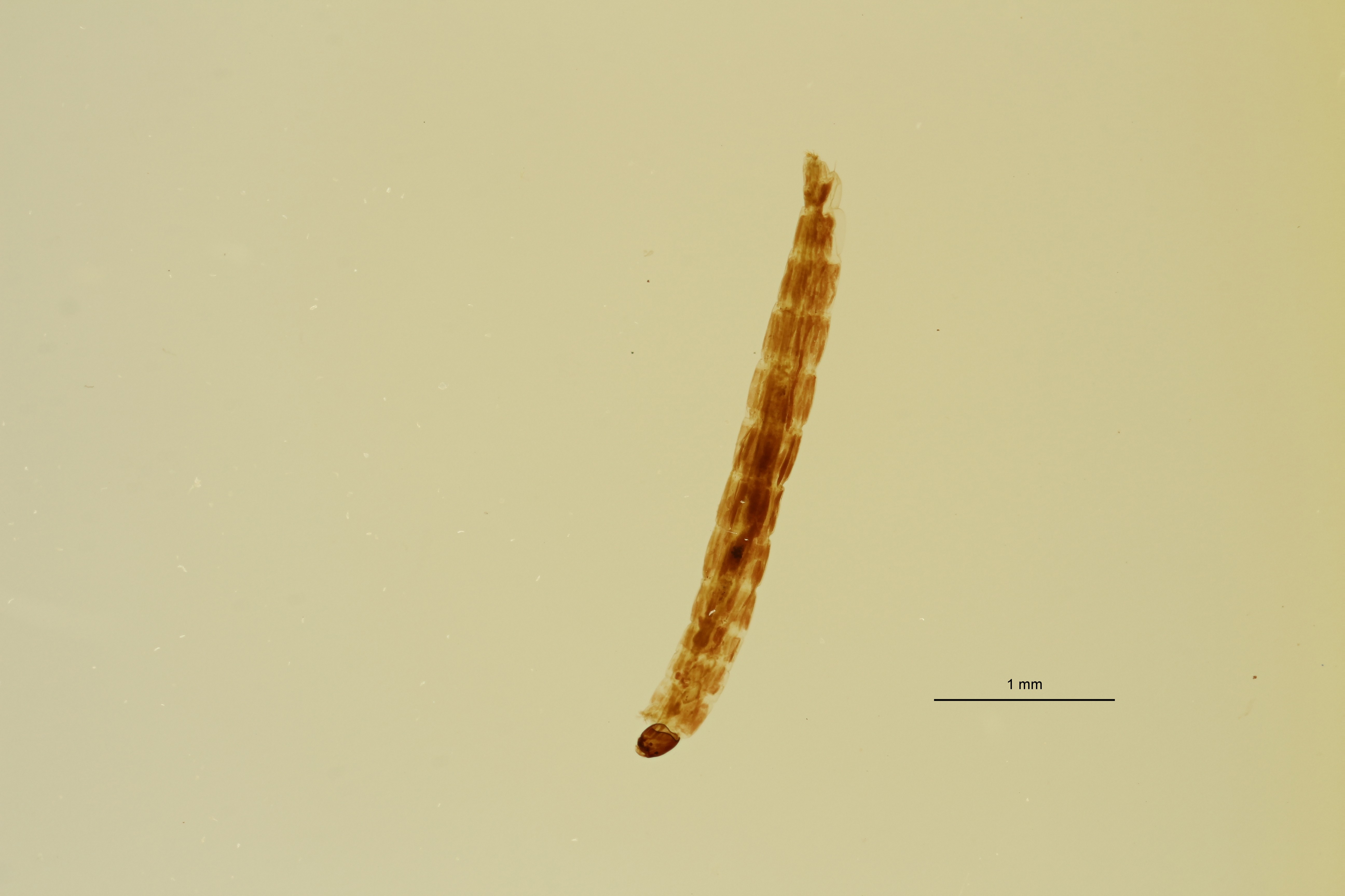 Belgica antarctica s3 Larva L ZS PMax Scaled.jpeg