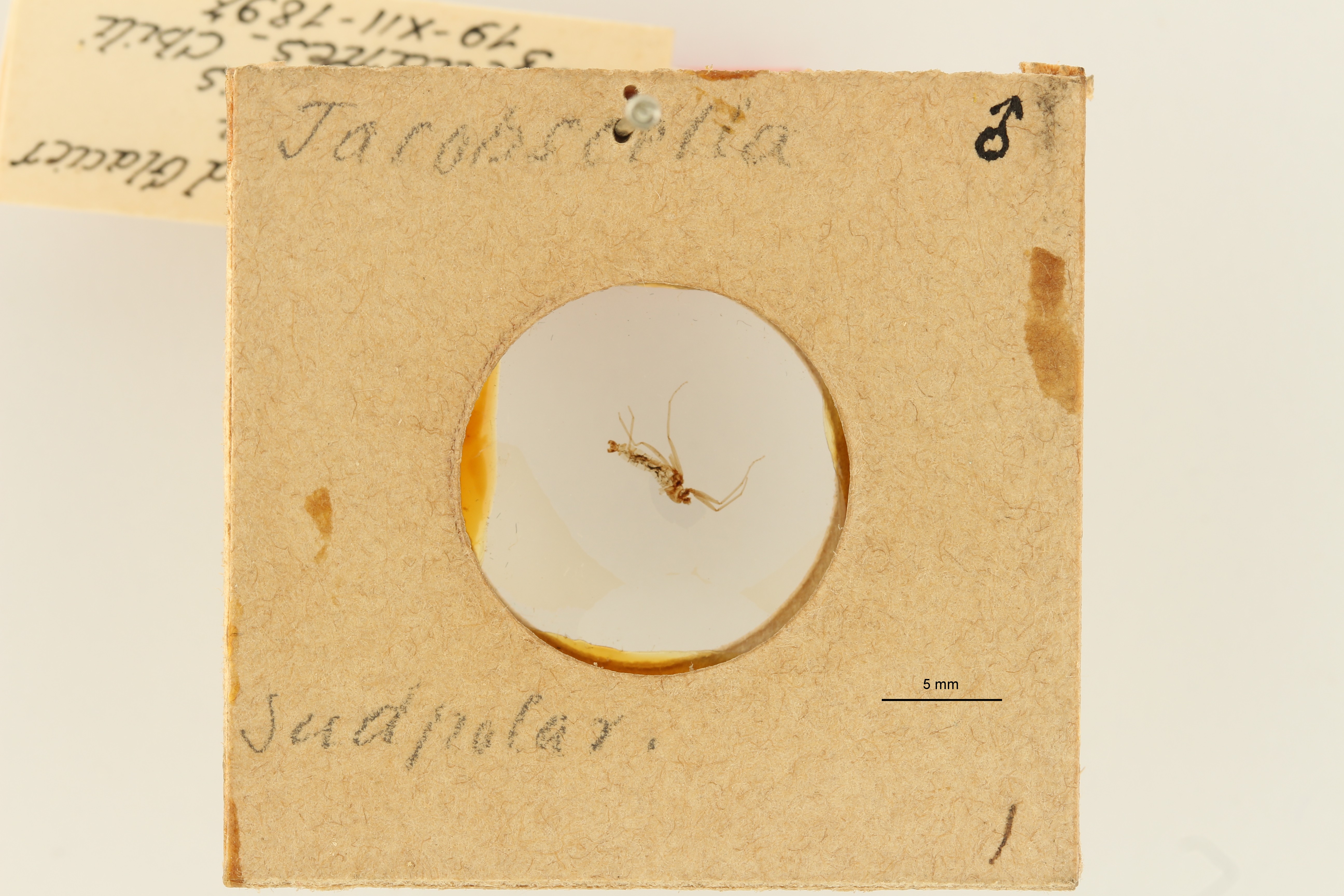 Jacobsiella magellanica t M GL Scaled.jpeg