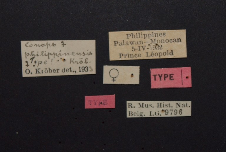 Conops philippinensis t.JPG