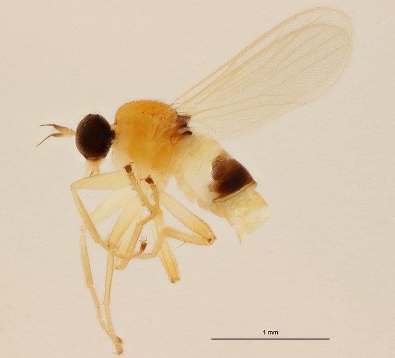 Elaphropeza calcarifera neotype L.jpg Elaphropeza calcarifera neotype L.jpg