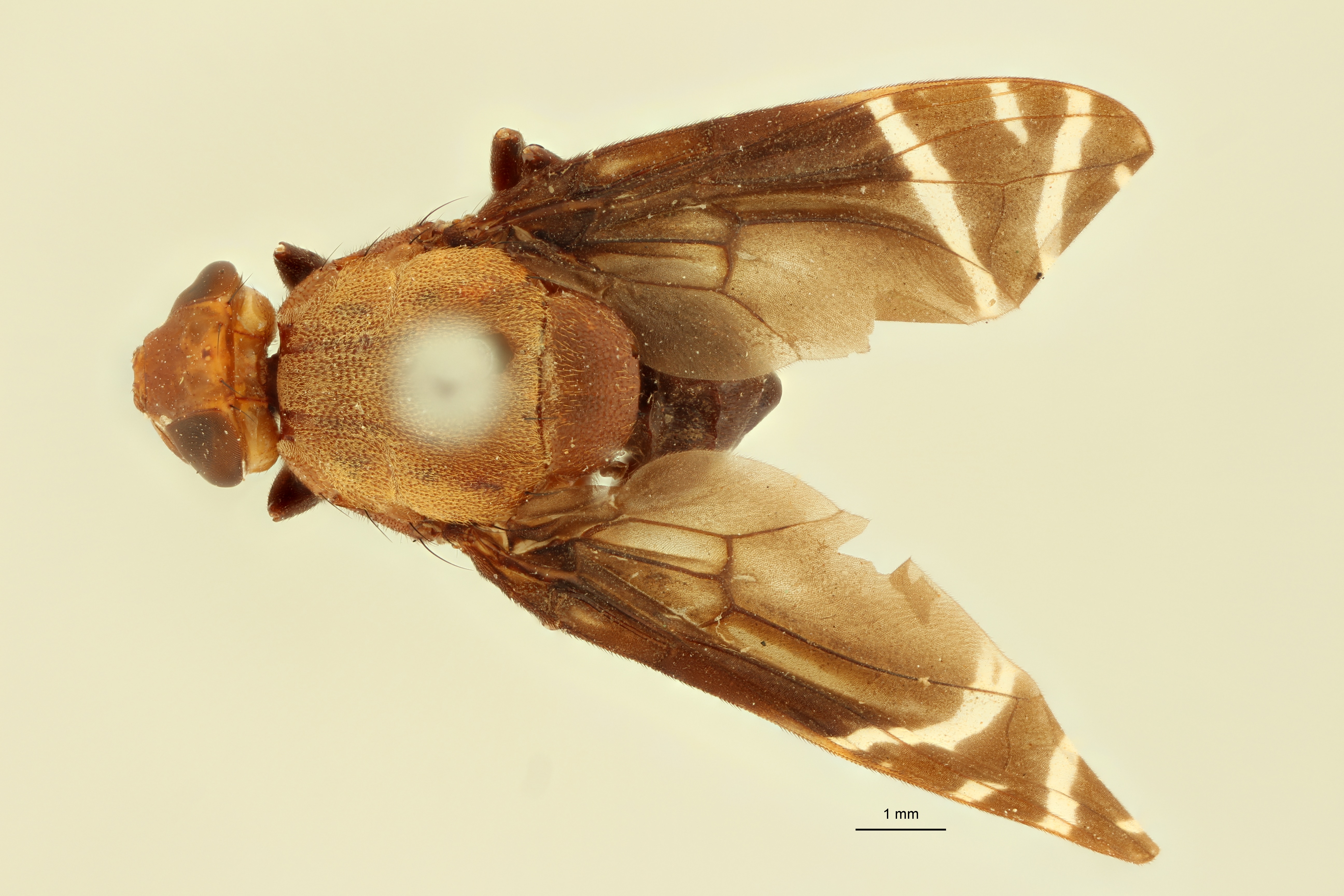 Engistoneura bicolor St D.jpg