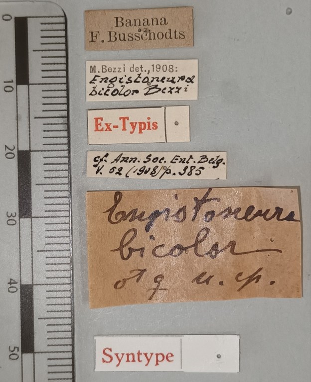 Engistoneura bicolor St Labels.jpg Engistoneura bicolor St Labels.jpg