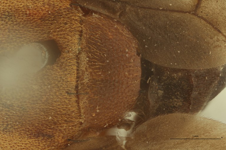 Engistoneura bicolor St Scutellum.jpg Engistoneura bicolor St Scutellum.jpg