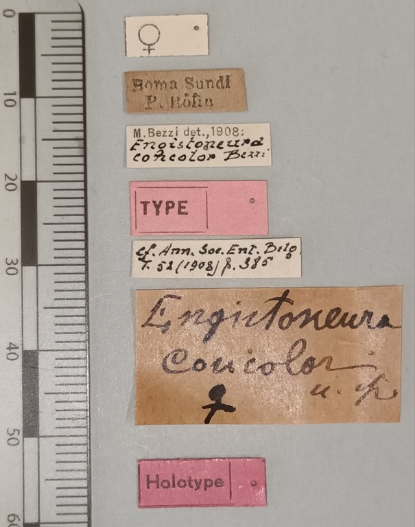 Engistoneura concolor F Ht Labels.jpg Engistoneura concolor F Ht Labels.jpg