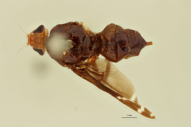 Engistoneura concolor F Ht D.jpg Engistoneura concolor F Ht D.jpg