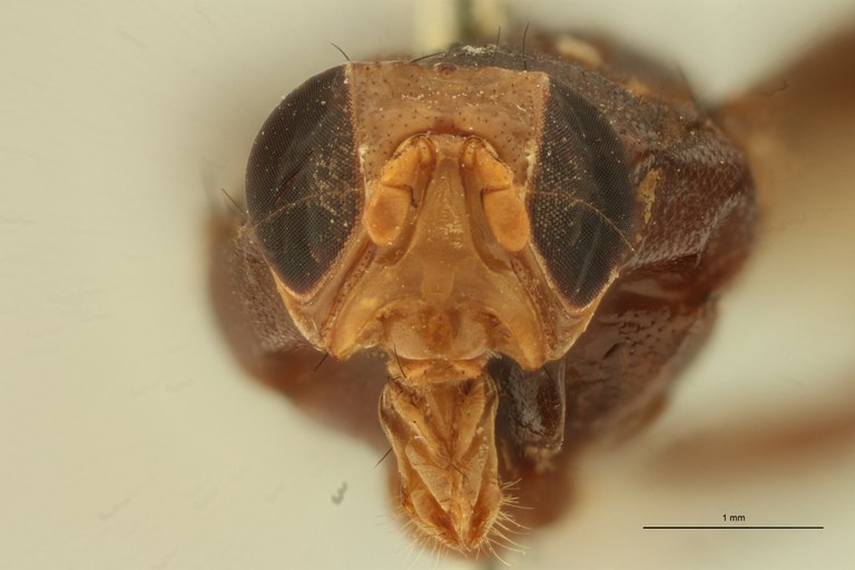 Engistoneura concolor F Ht F.jpg Engistoneura concolor F Ht F.jpg