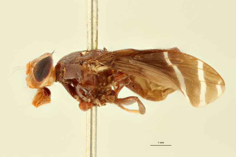 Engistoneura concolor F Ht L.jpg Engistoneura concolor F Ht L.jpg
