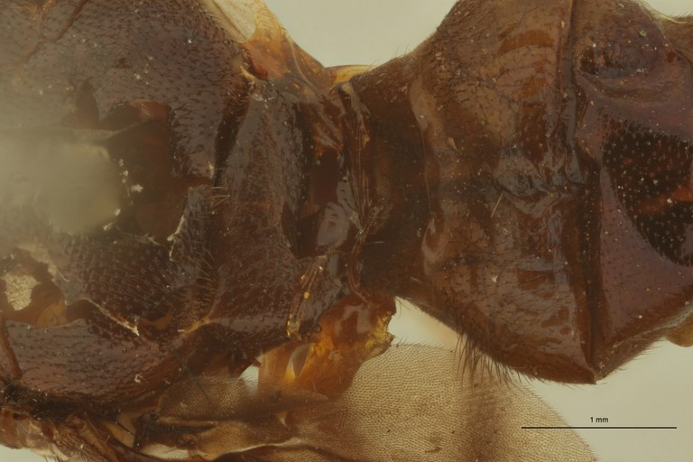 Engistoneura concolor F Ht Scutellum.jpg Engistoneura concolor F Ht Scutellum.jpg