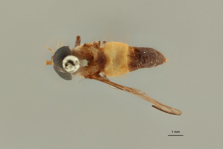 Silvius flavicinctus Schuurmans t D.jpg