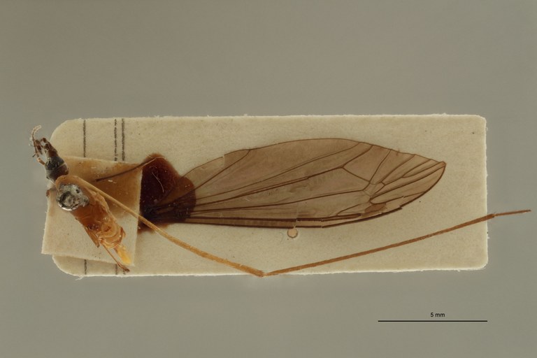 Tipula (Formotipula) leopoldi t D.jpg