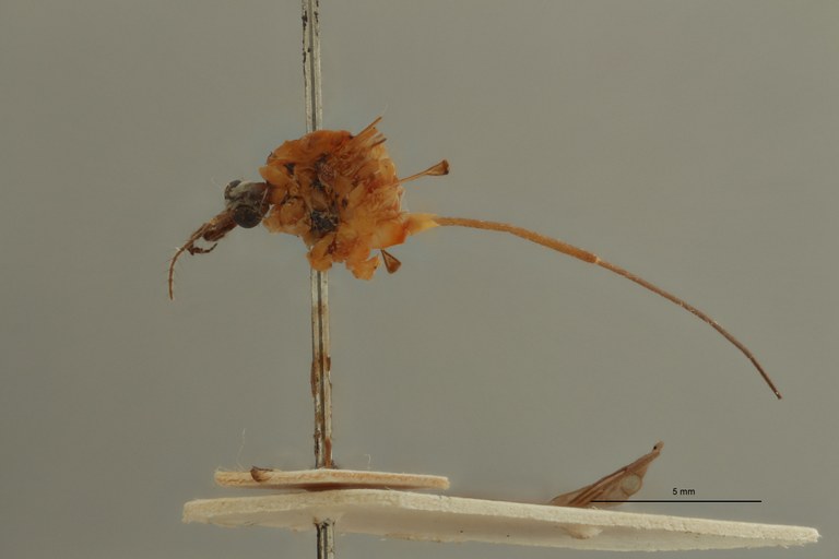 Tipula (Formotipula) leopoldi t L.jpg