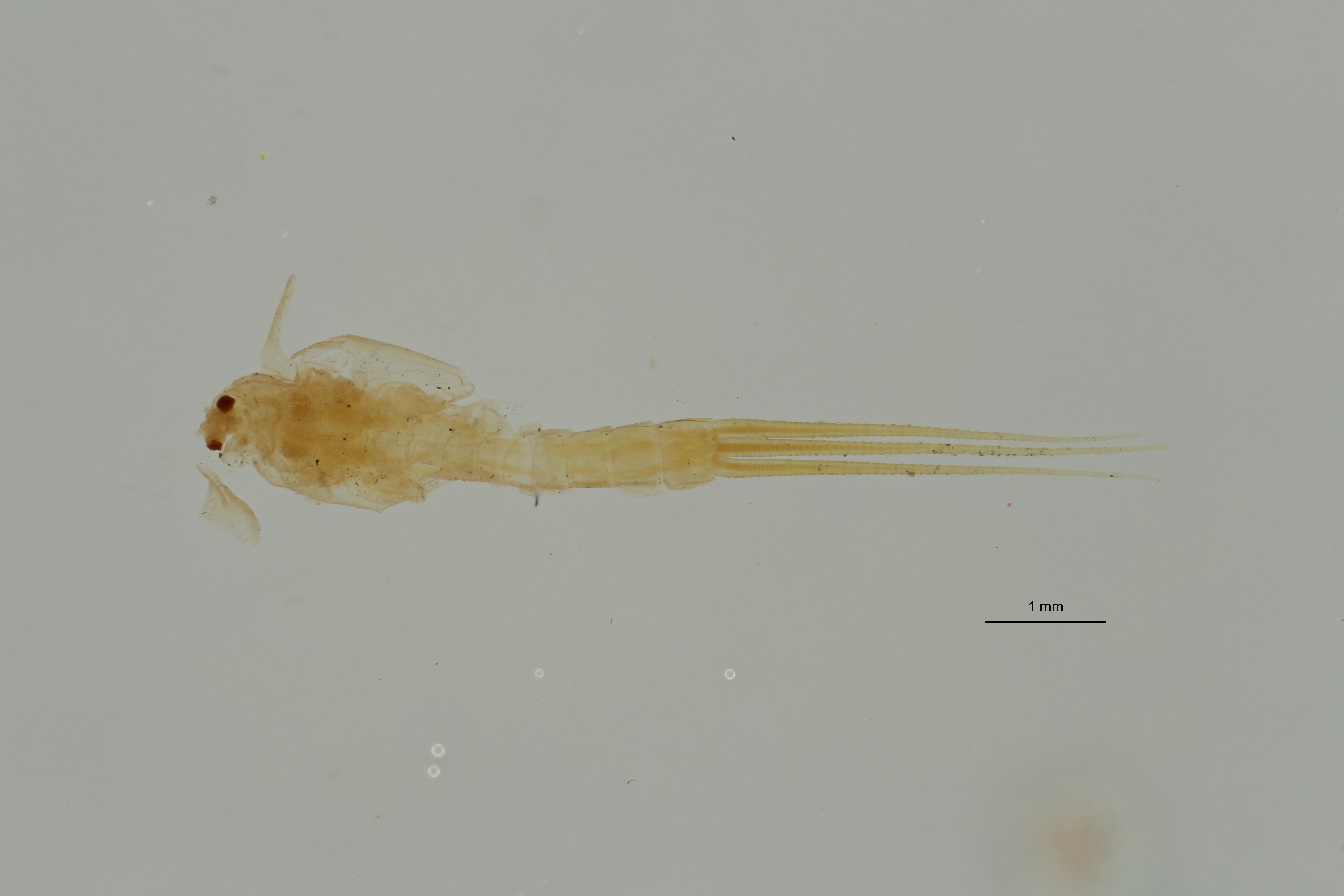 Ephemerythus (Tricomerella) straeleni ht D ZS PMax Scaled.jpeg