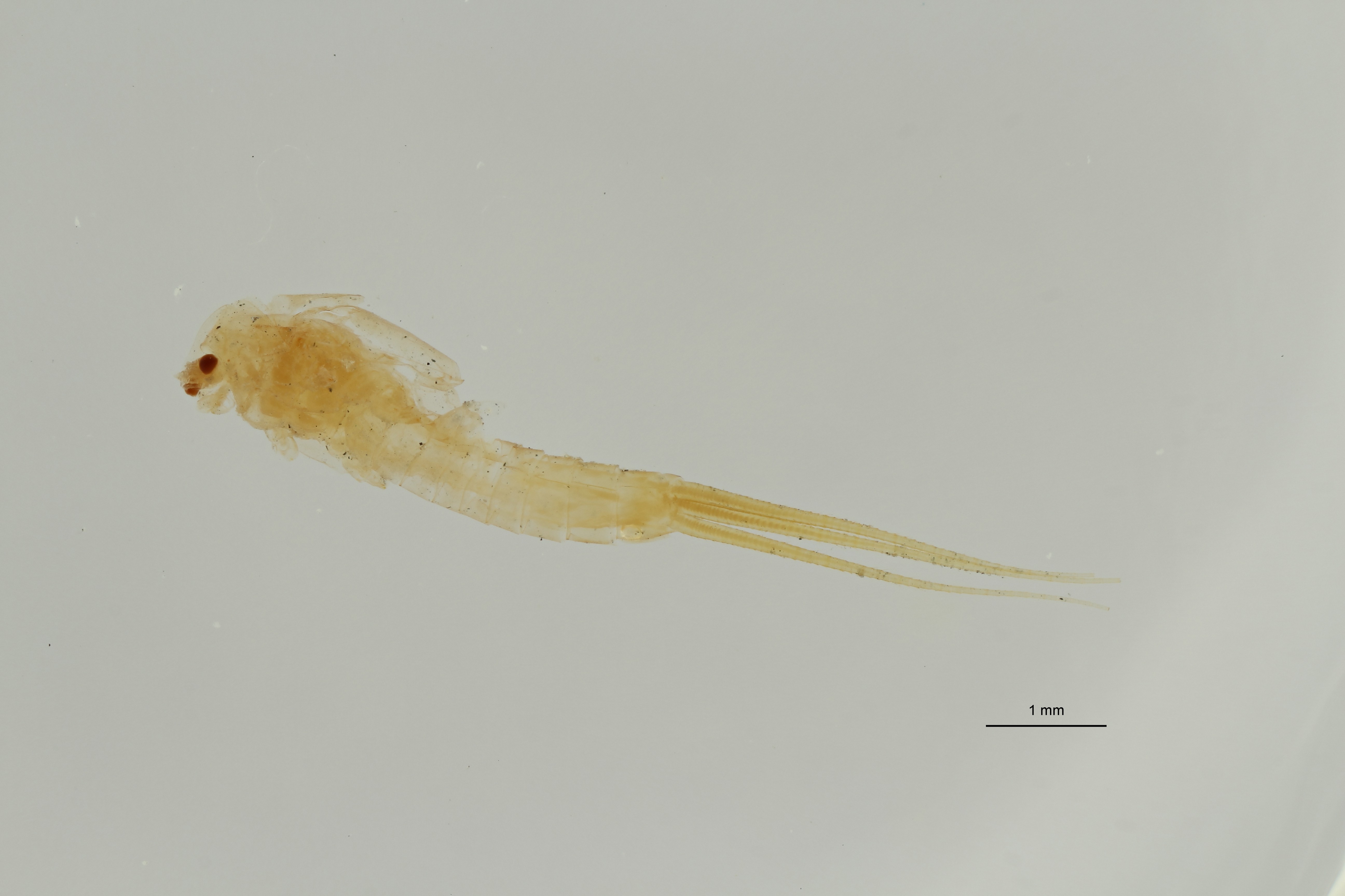 Ephemerythus (Tricomerella) straeleni ht L ZS PMax Scaled.jpeg
